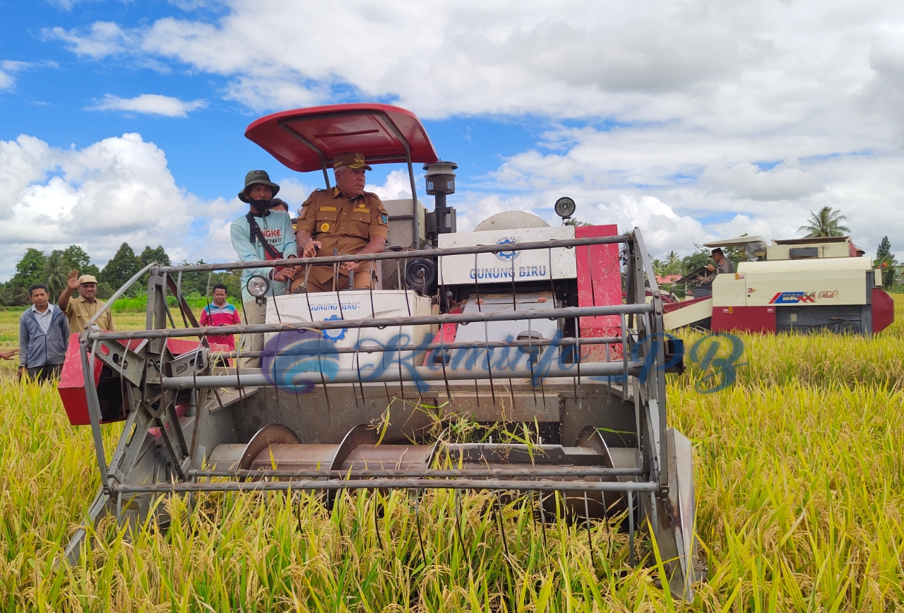 Panen Padi Sawah, Pj. Gubernur Waterpauw : Bersama Wujudkan Manokwari Lumbung Pangan Papua Barat
