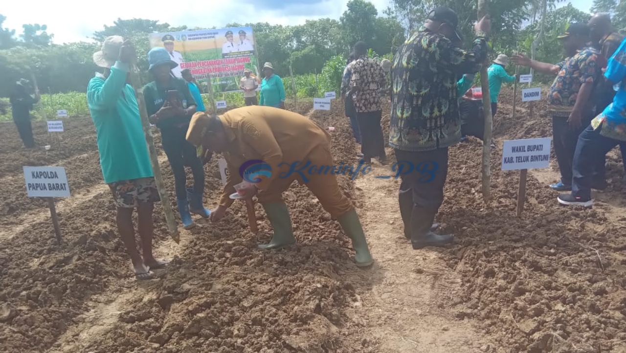 Pj.Gubernur Ali Baham Dan Pejabat Forkopimda Papua Barat Tanam Jagung Di Bintuni, Dorong Peningkatan Produksi