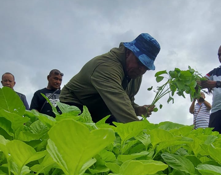 Lahan Pangan Membuahkan Hasil, Penjabat Gubernur Waterpauw Panen Sayur Bayam